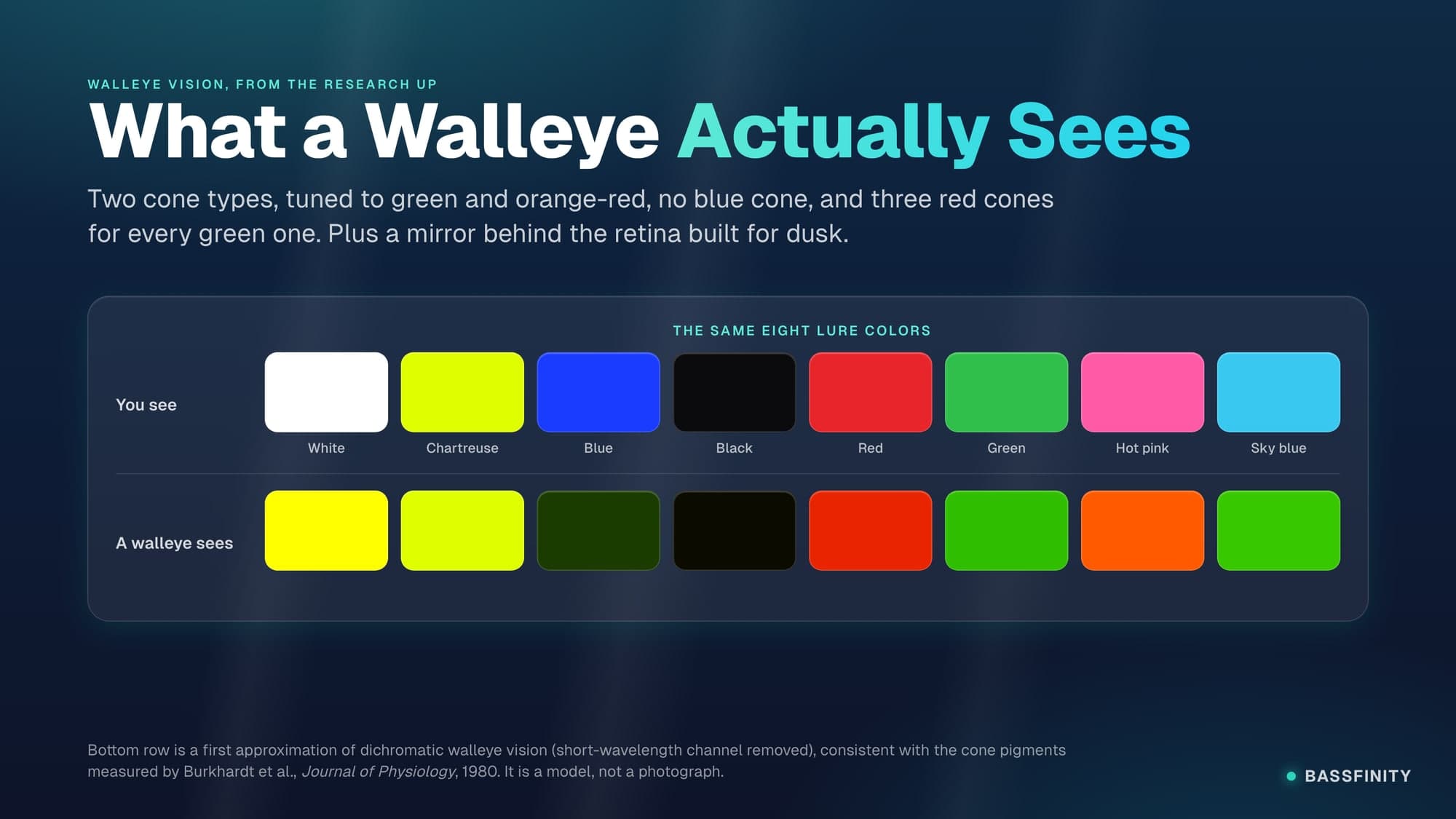 Walleye Lure Color: The Three-to-One Eye