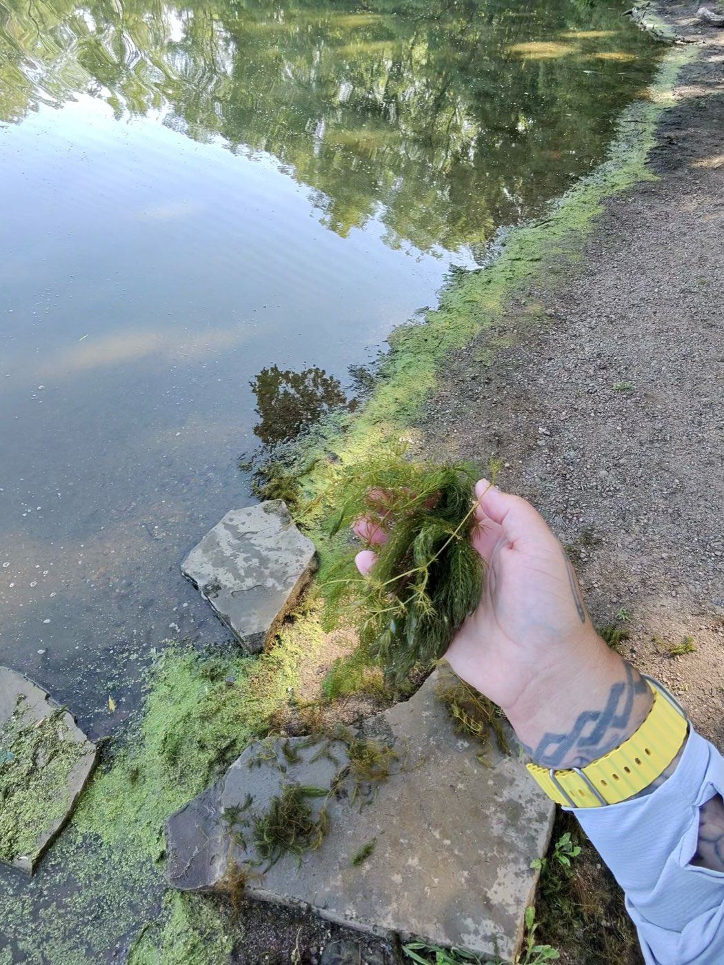 A dense, bright green, feathery clump of vegetation held above riprap at the water's edge