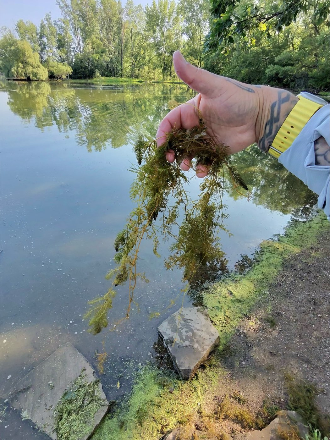 A limp, finely divided plant with whorled leaves draping from a hand over the water